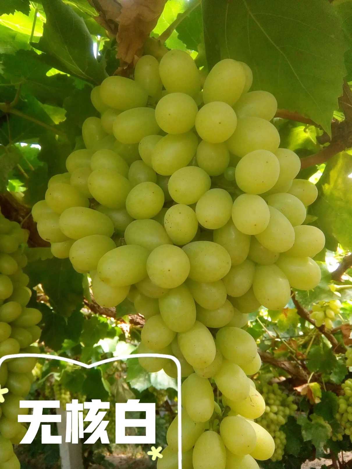 新疆的葡萄都是什么品种